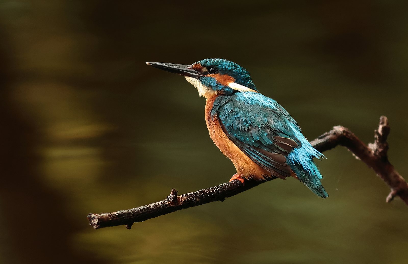 ijsvogel