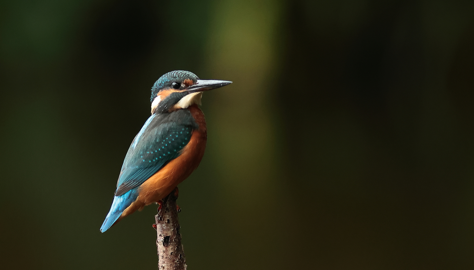 ijsvogel