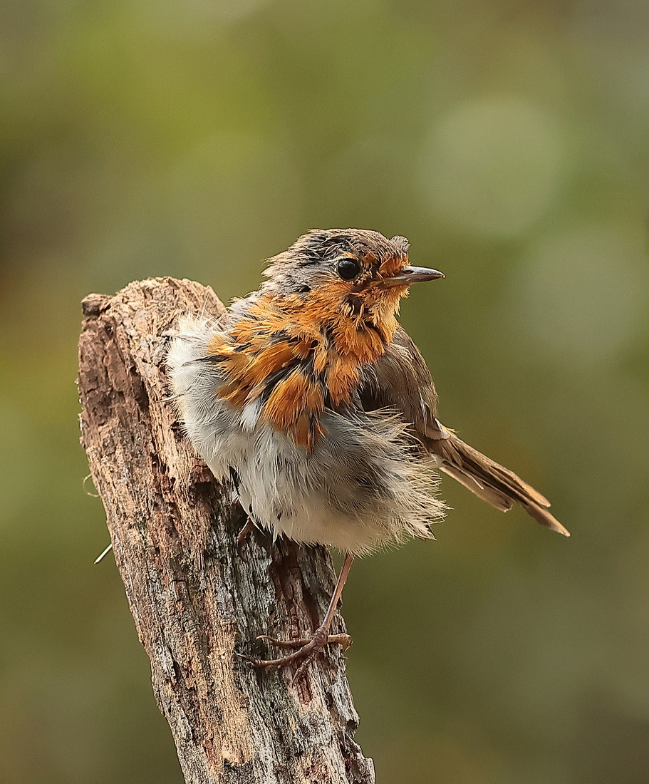 roodborst