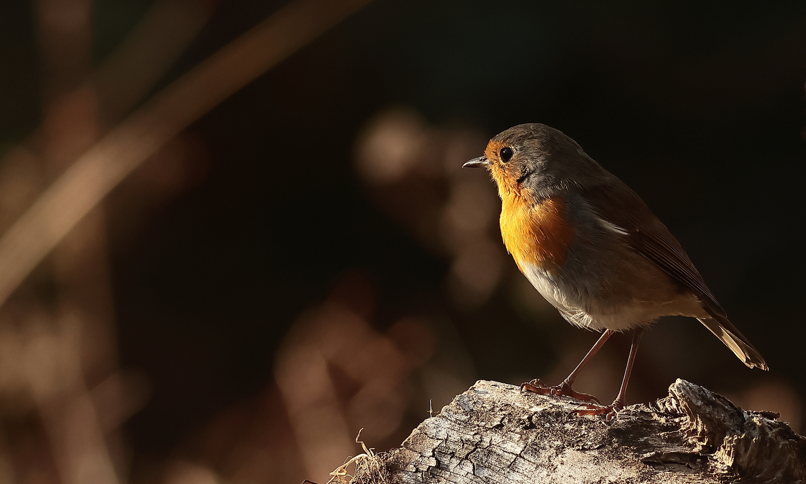 roodborst
