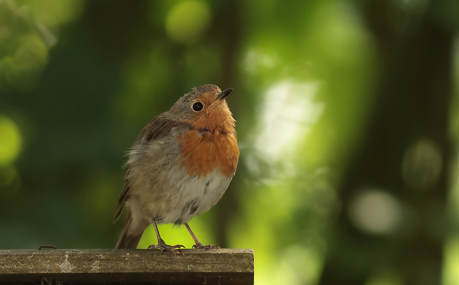 roodborst
