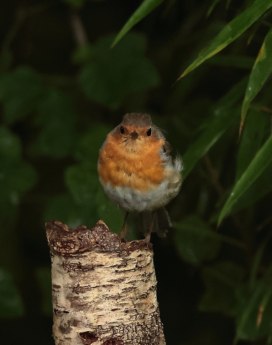 roodborst