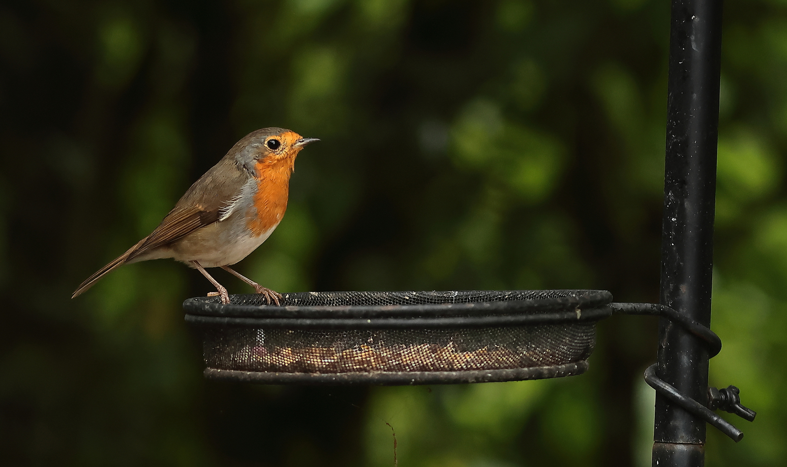roodborst