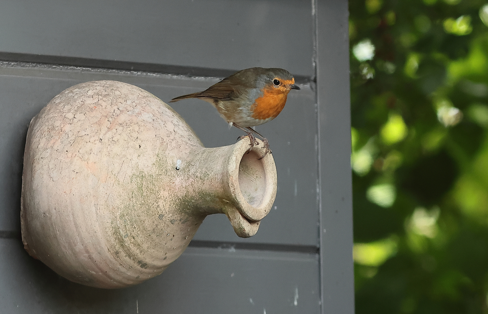 roodborst