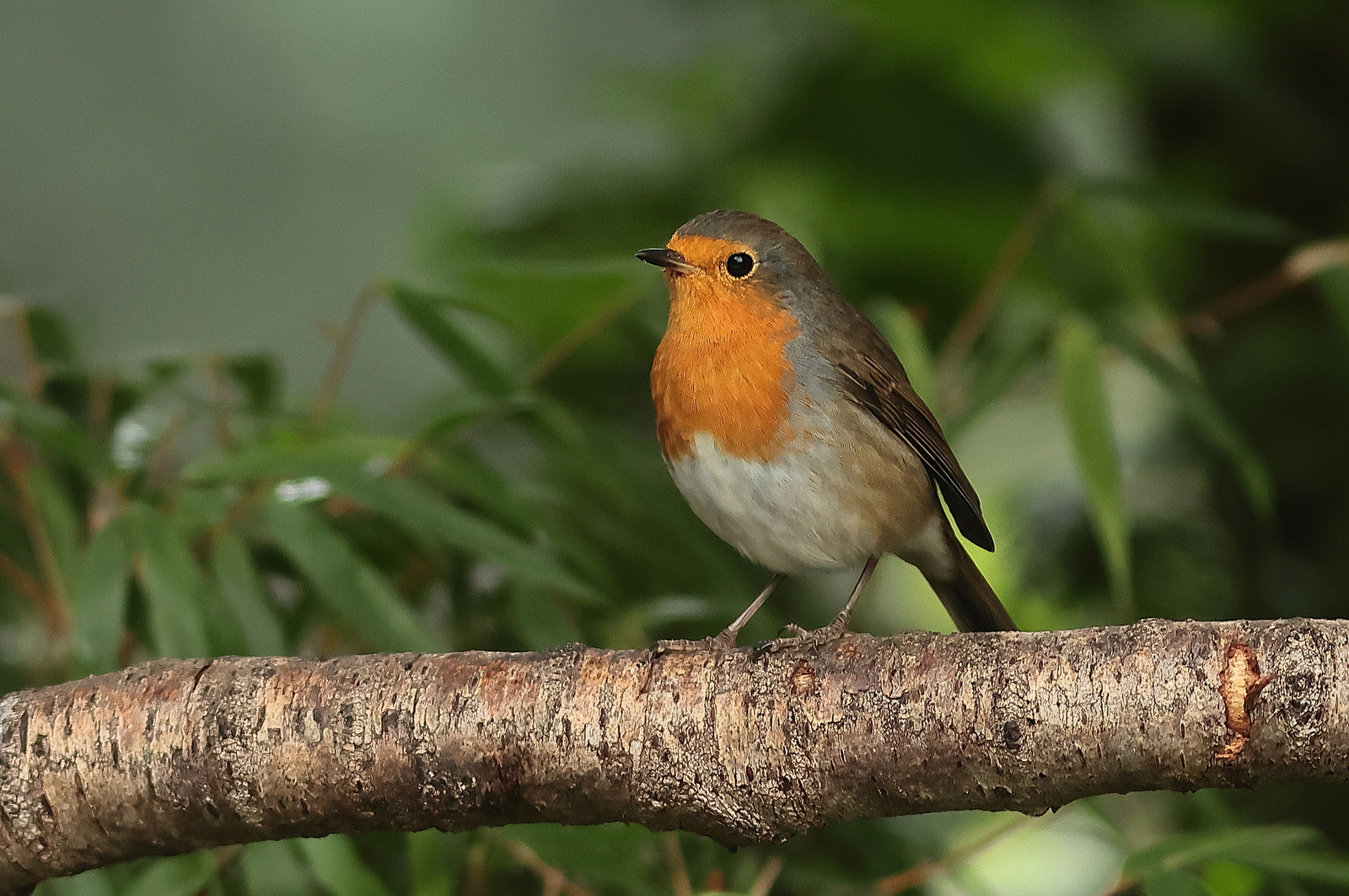 roodborst
