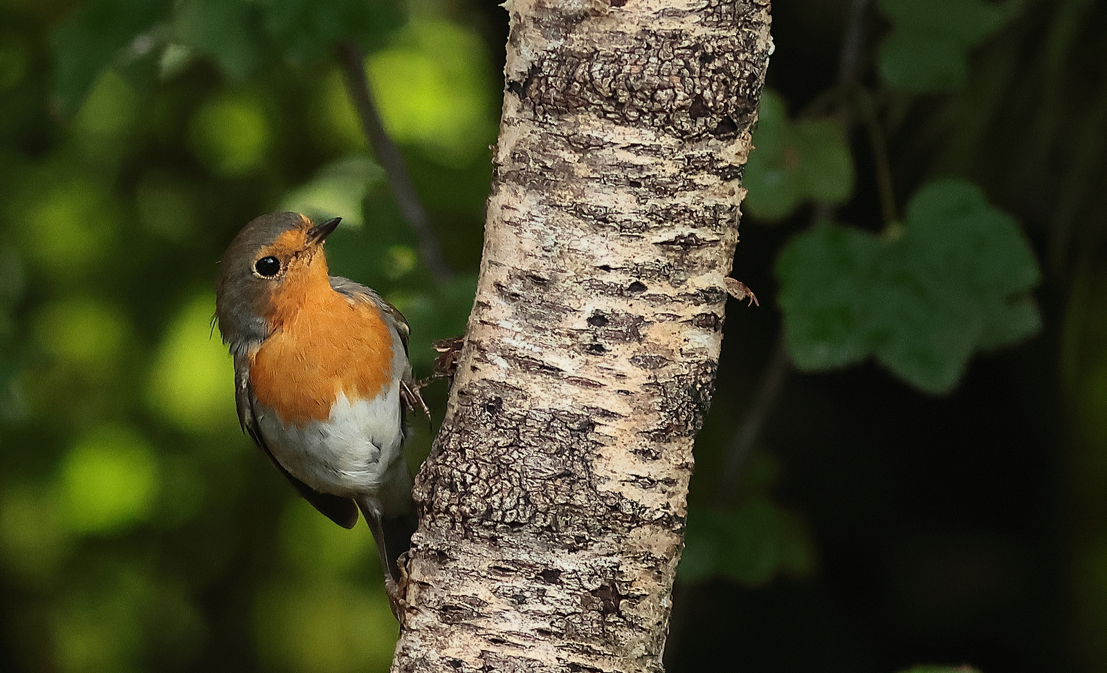 roodborst