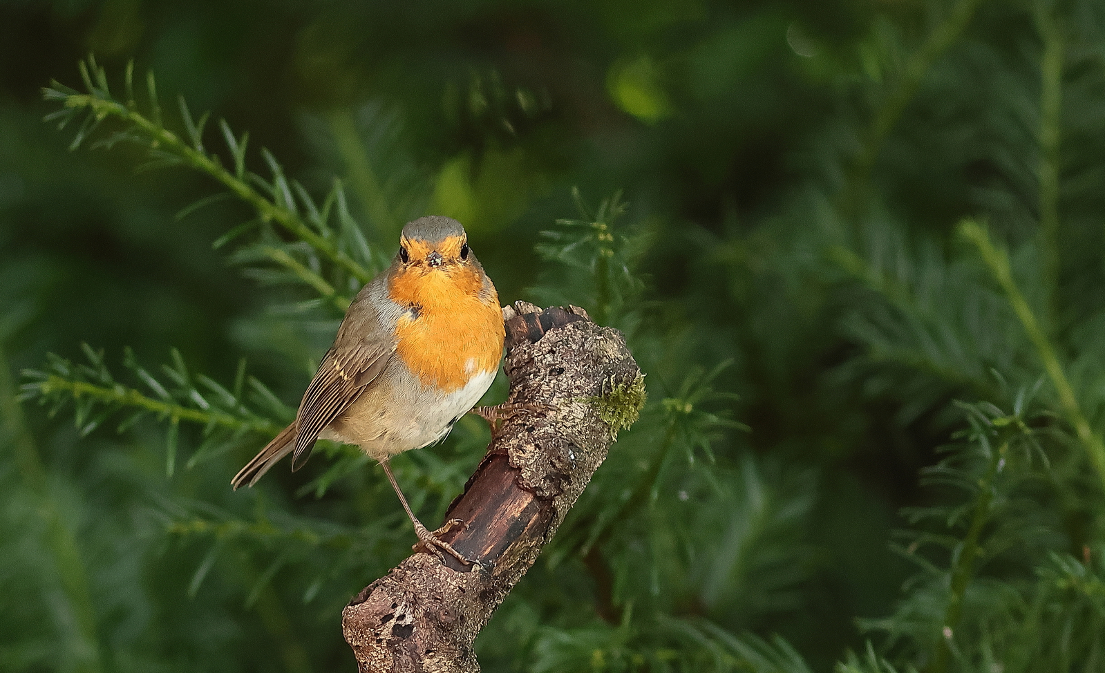 roodborst