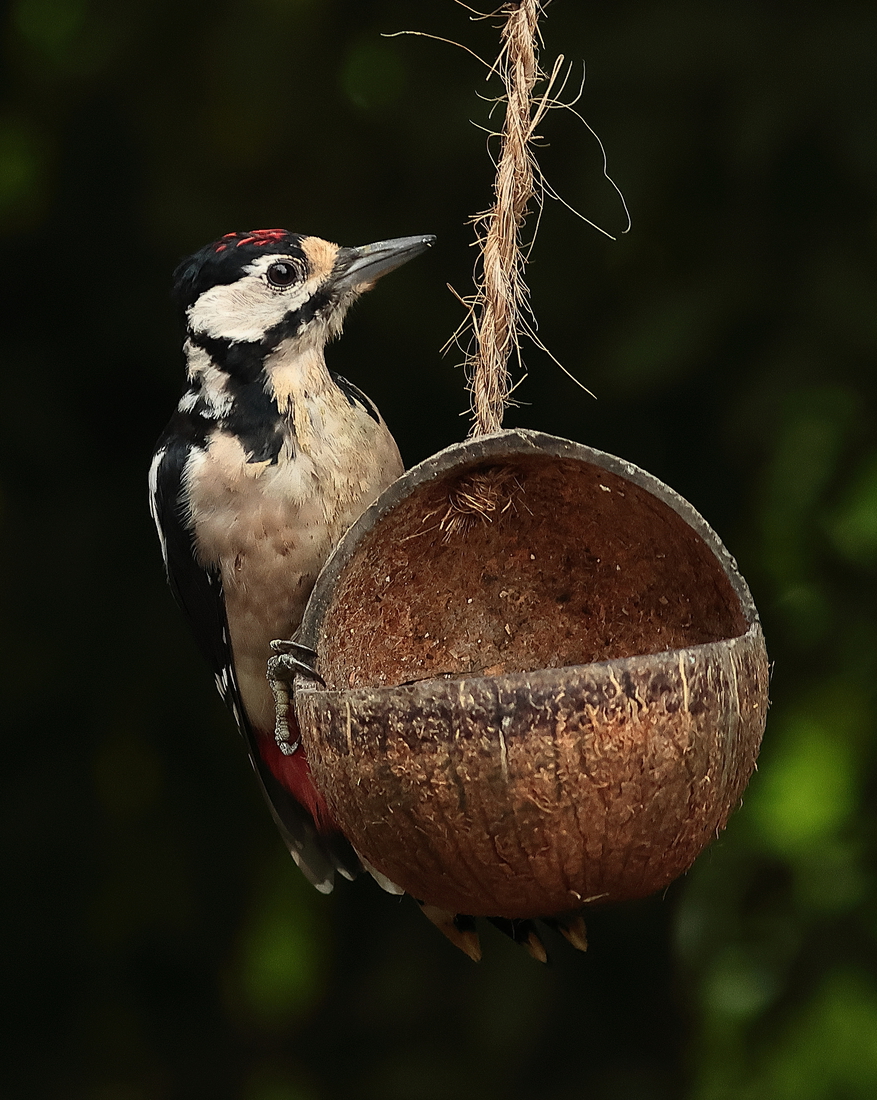 roodborst