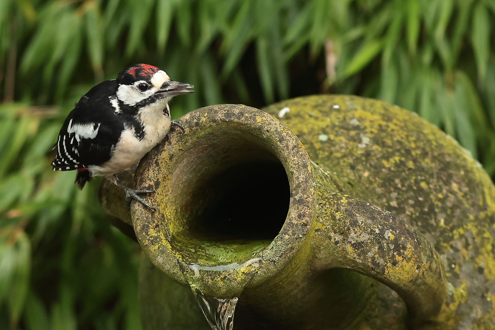 Vogels