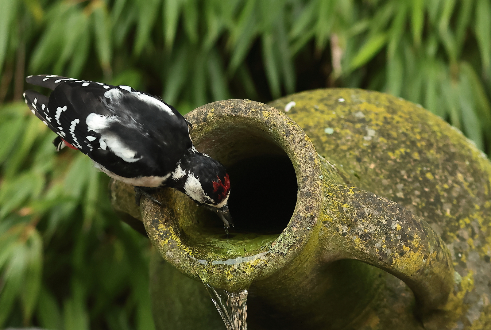 Vogels