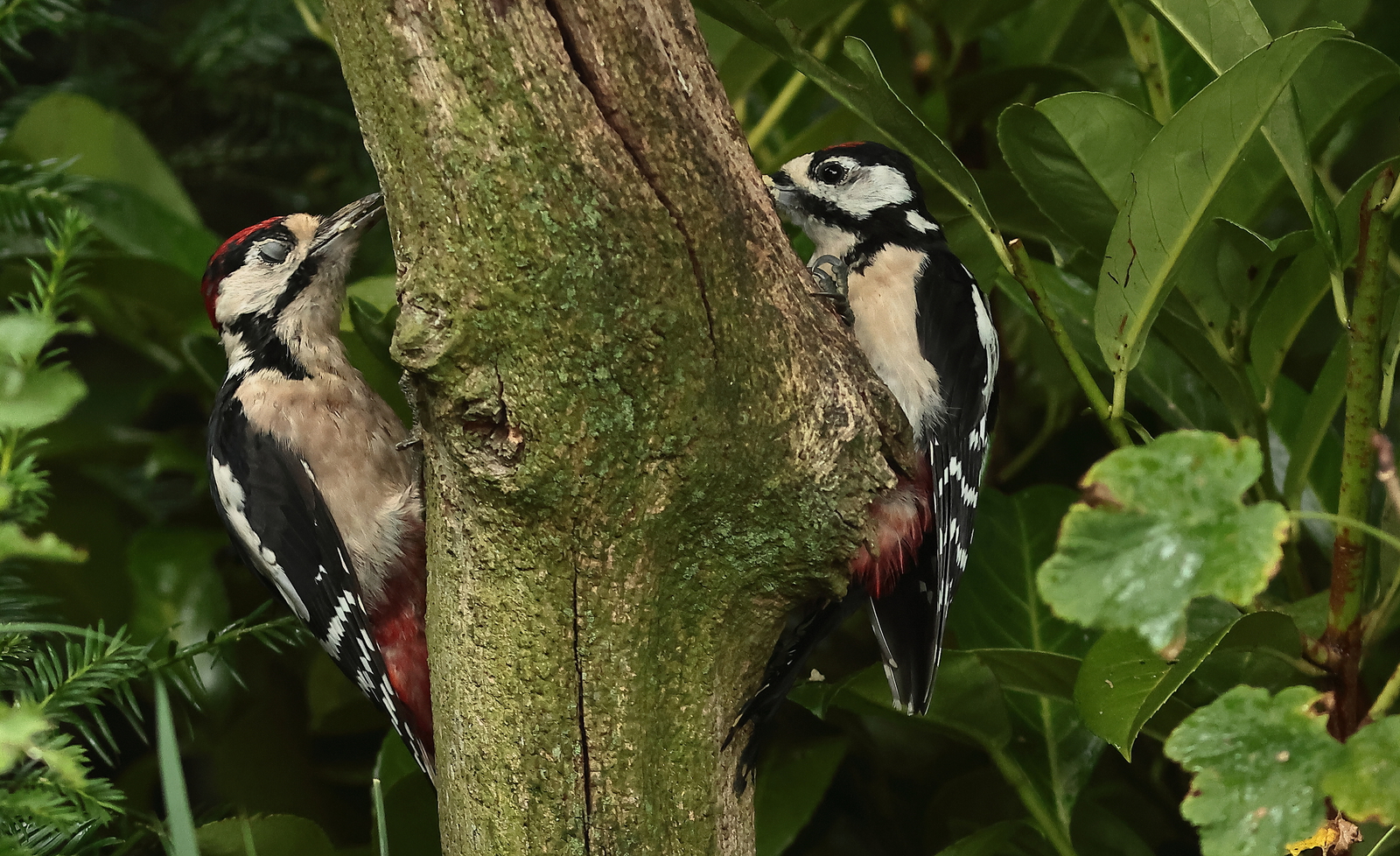 Vogels