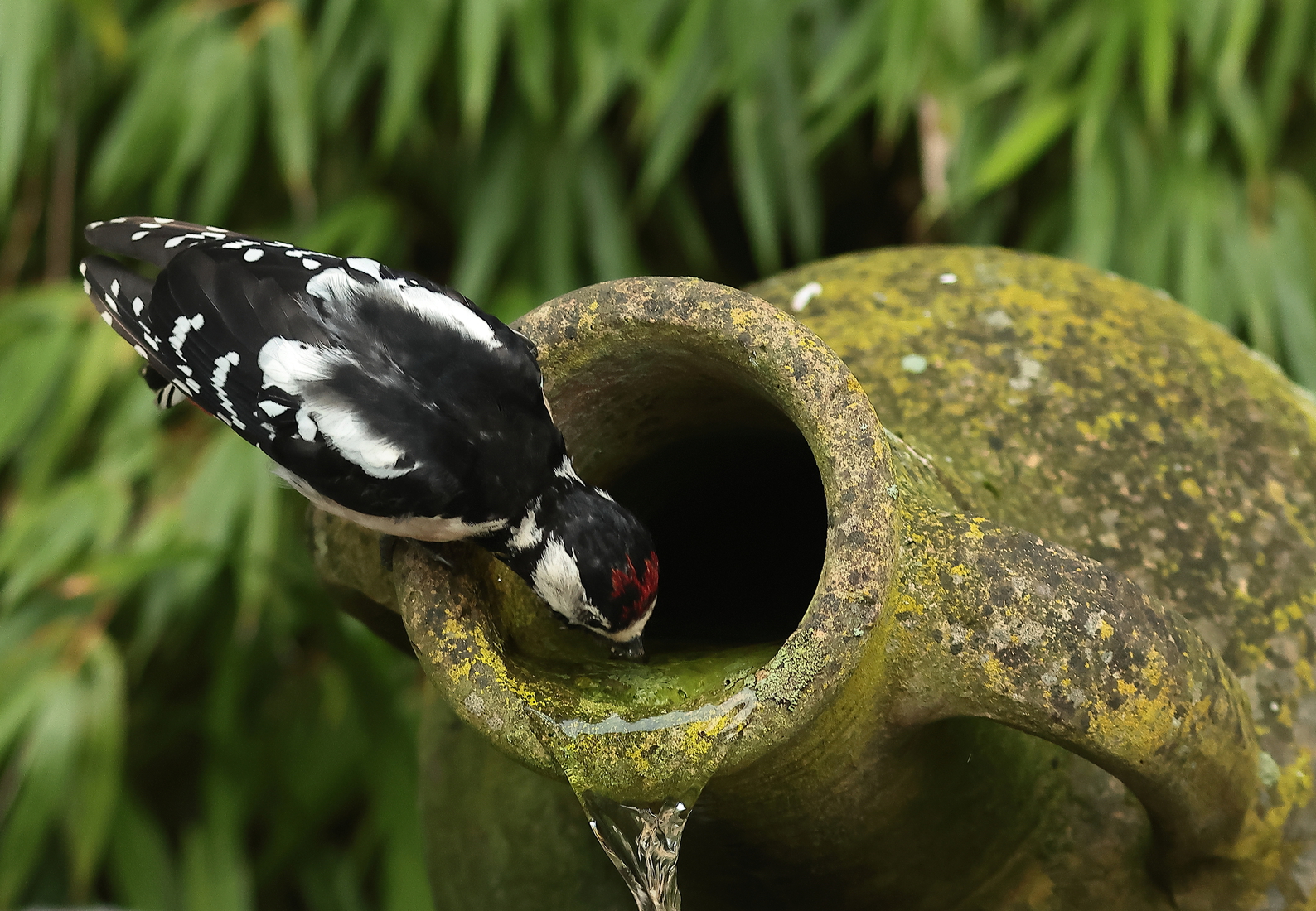 Vogels