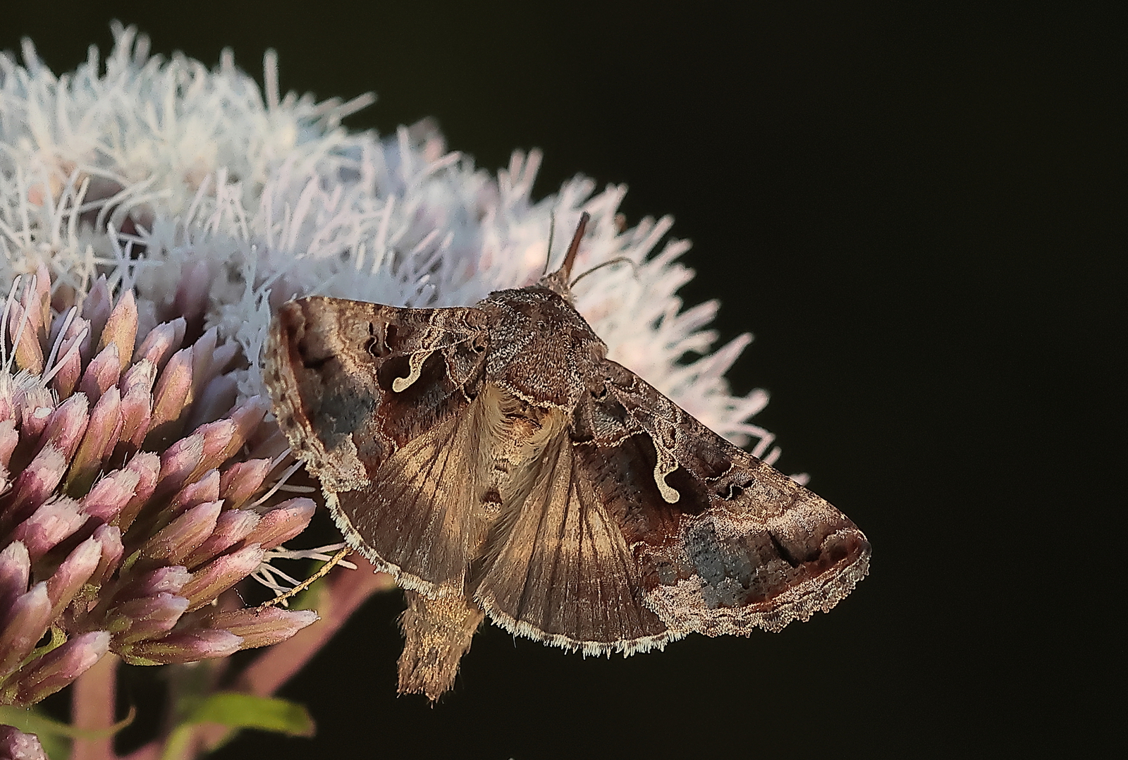 Macro