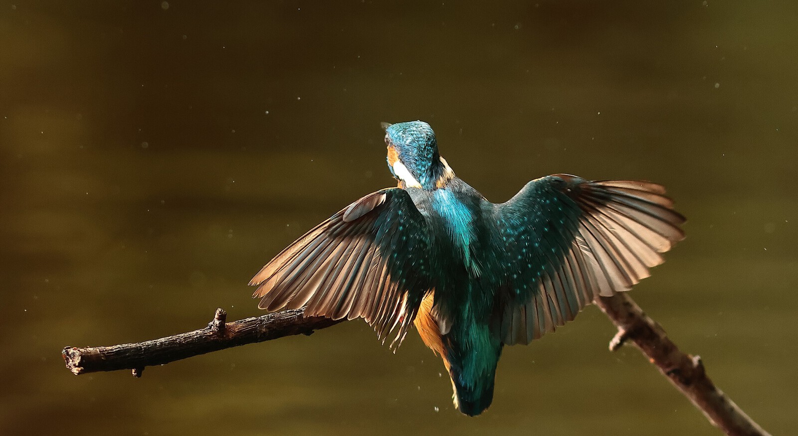 ijsvogel