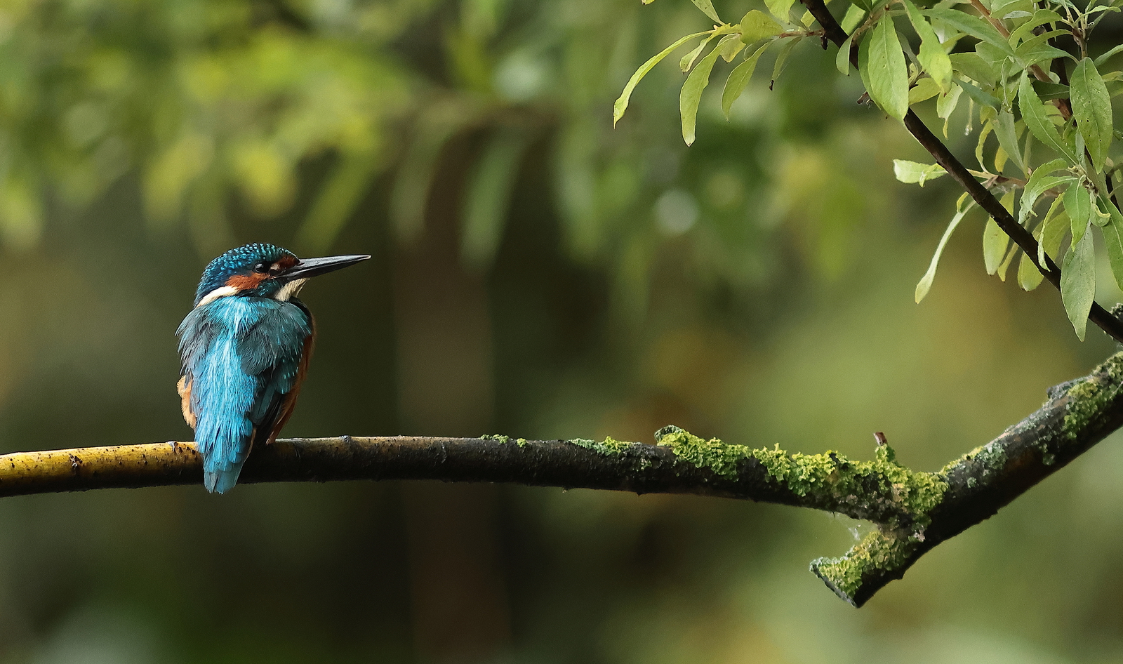 ijsvogel