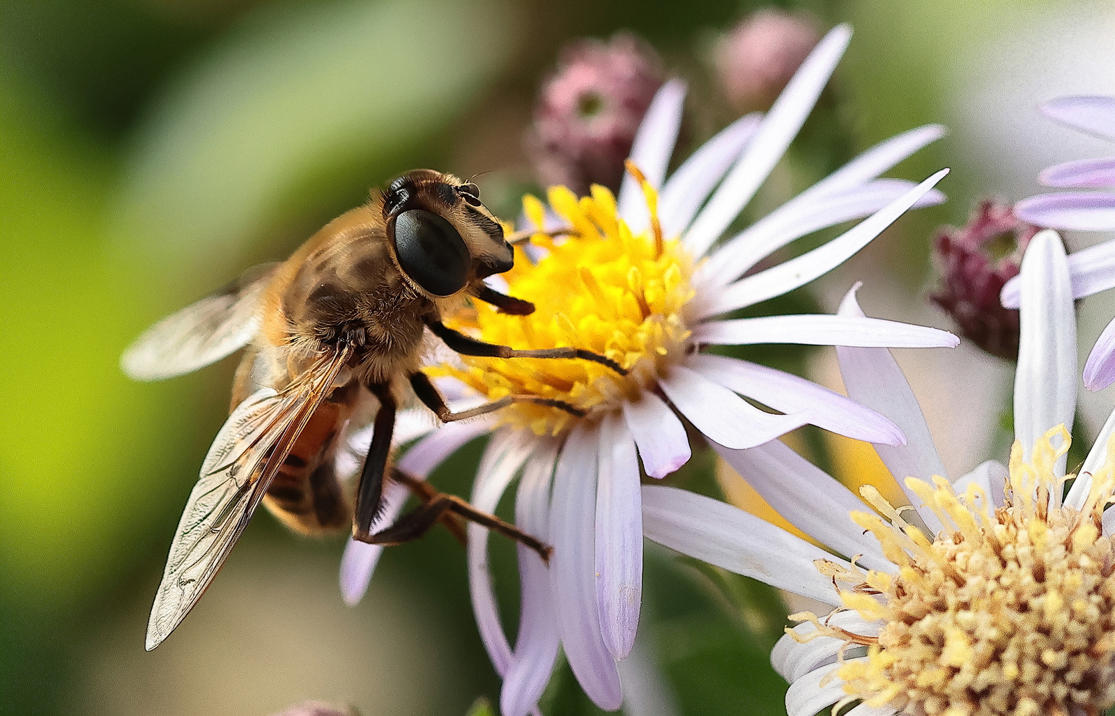 Macro
