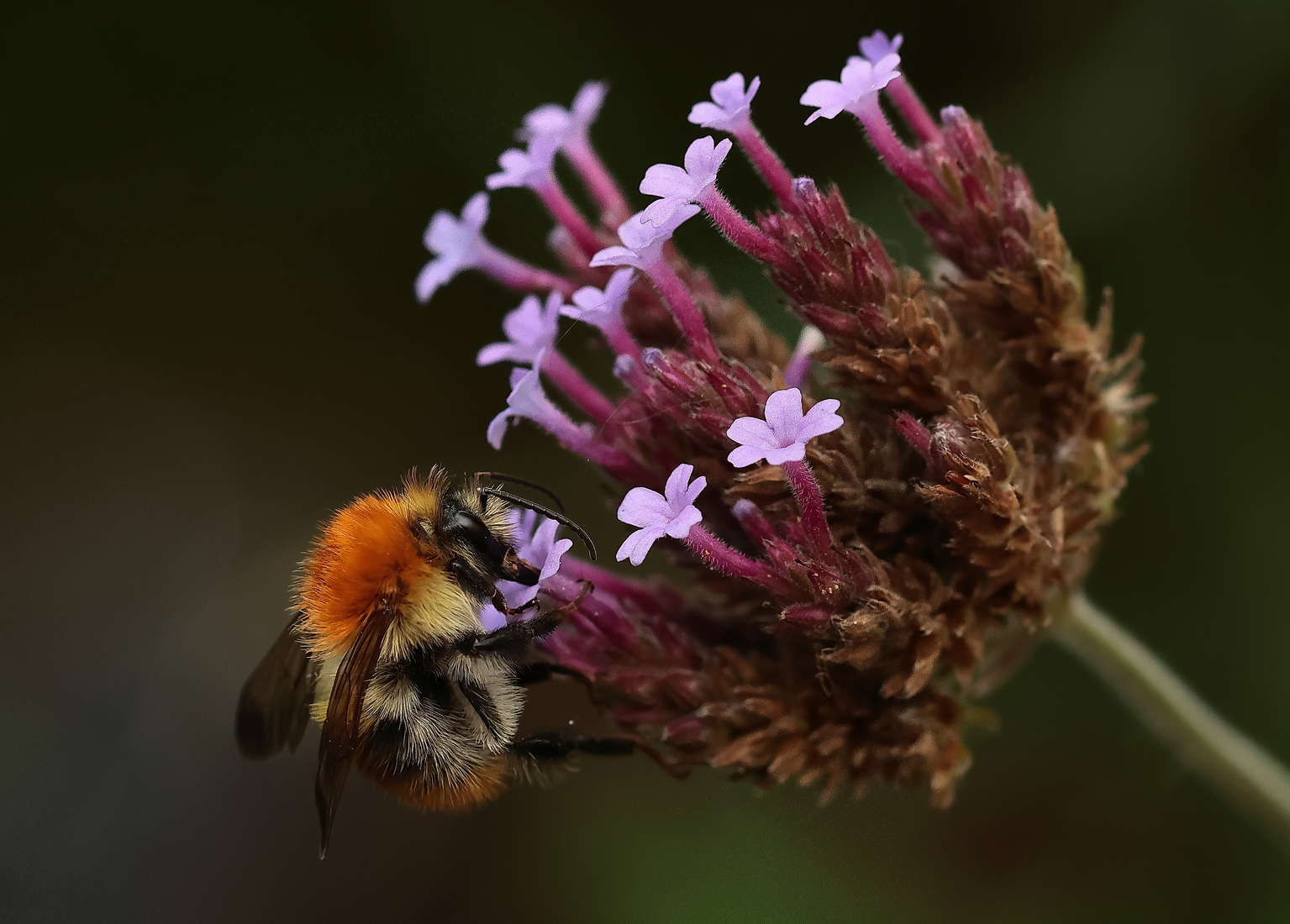 Macro