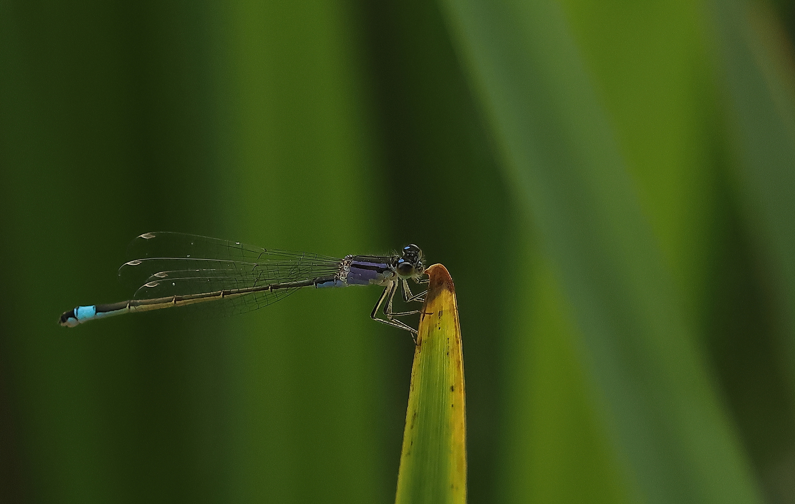 Macro