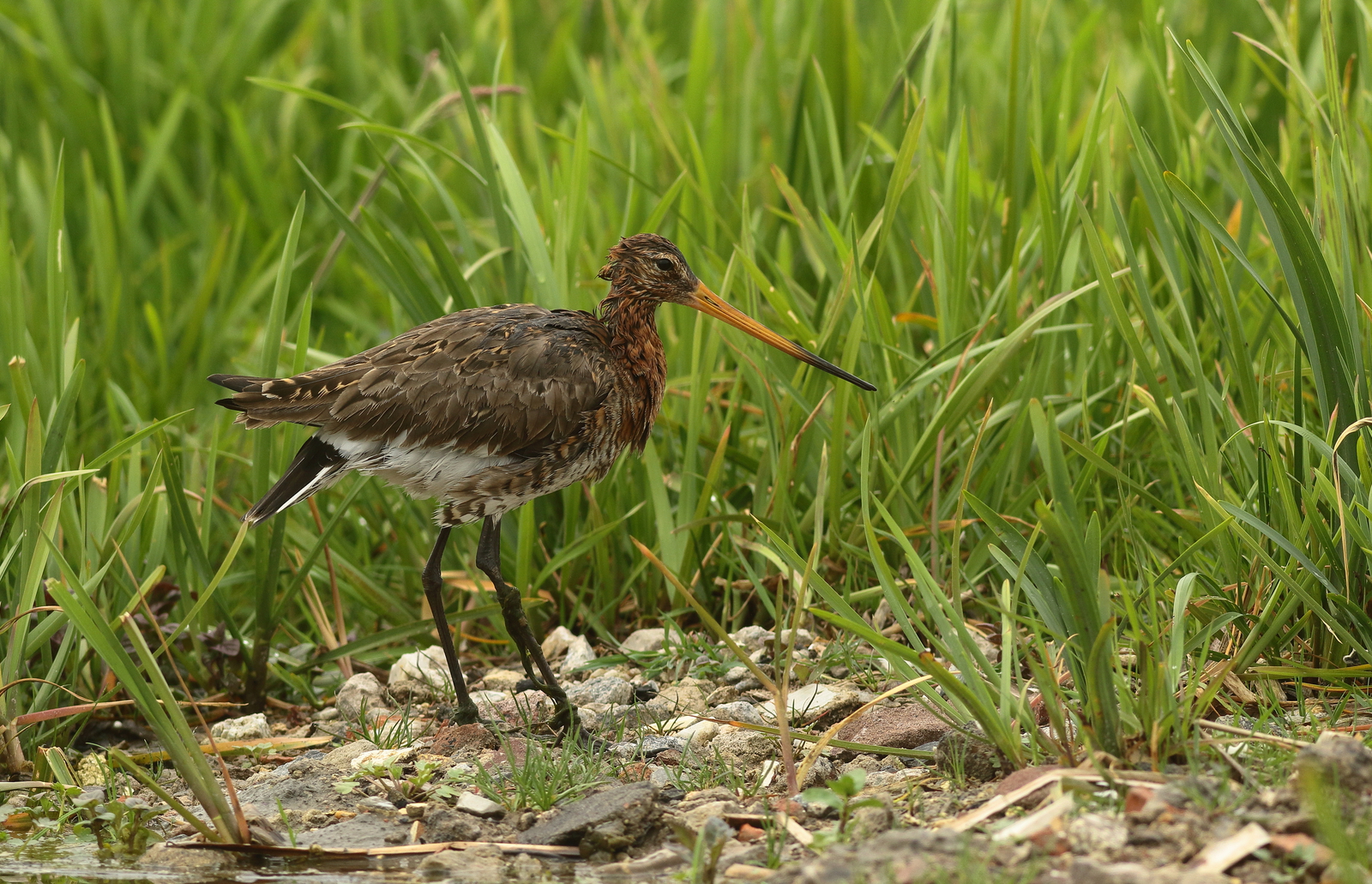 grutto