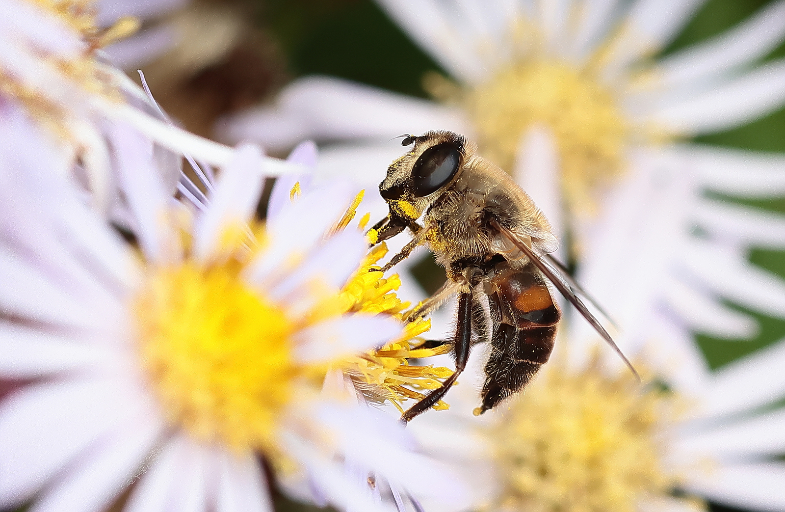 Macro