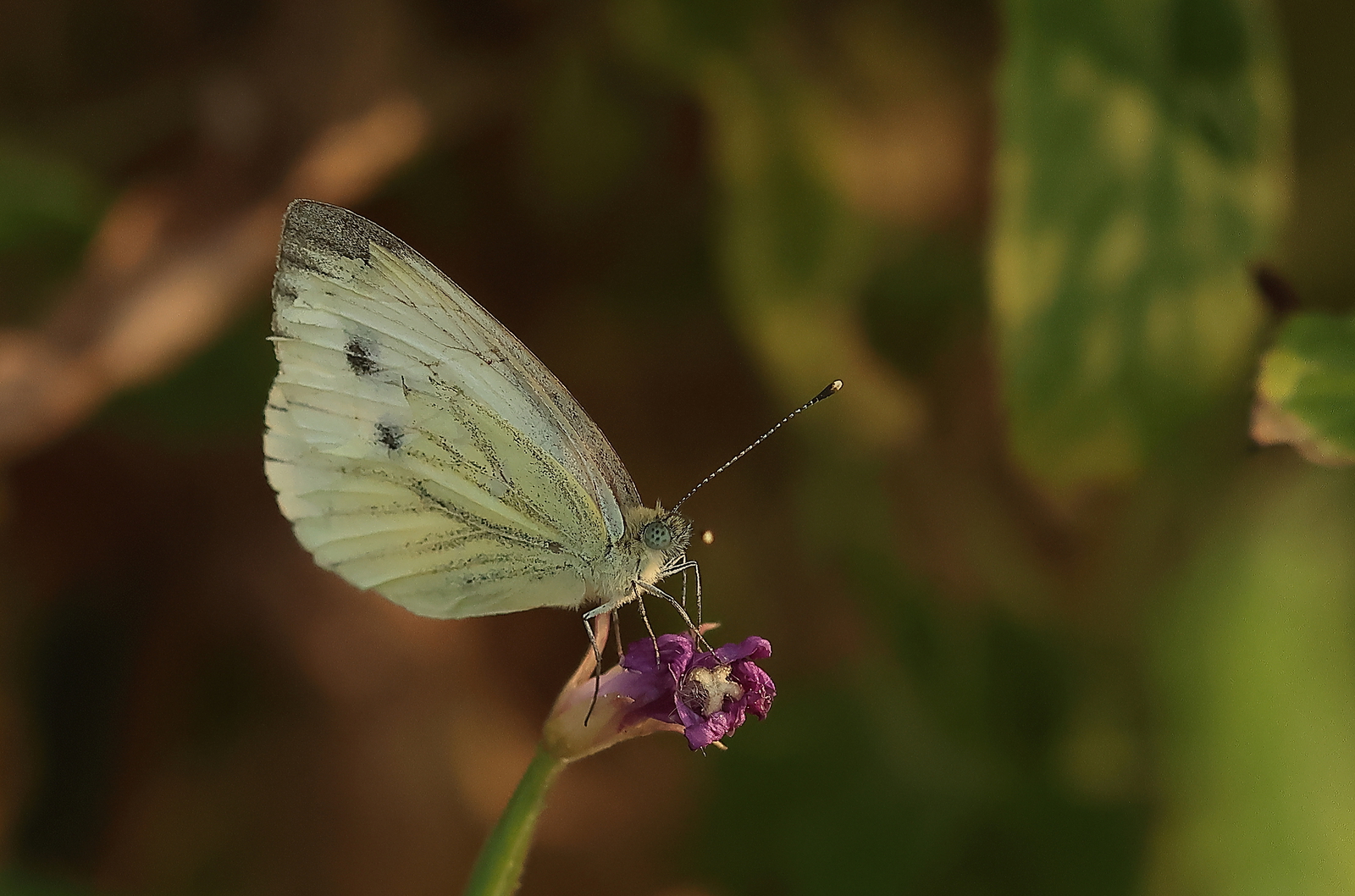 Macro