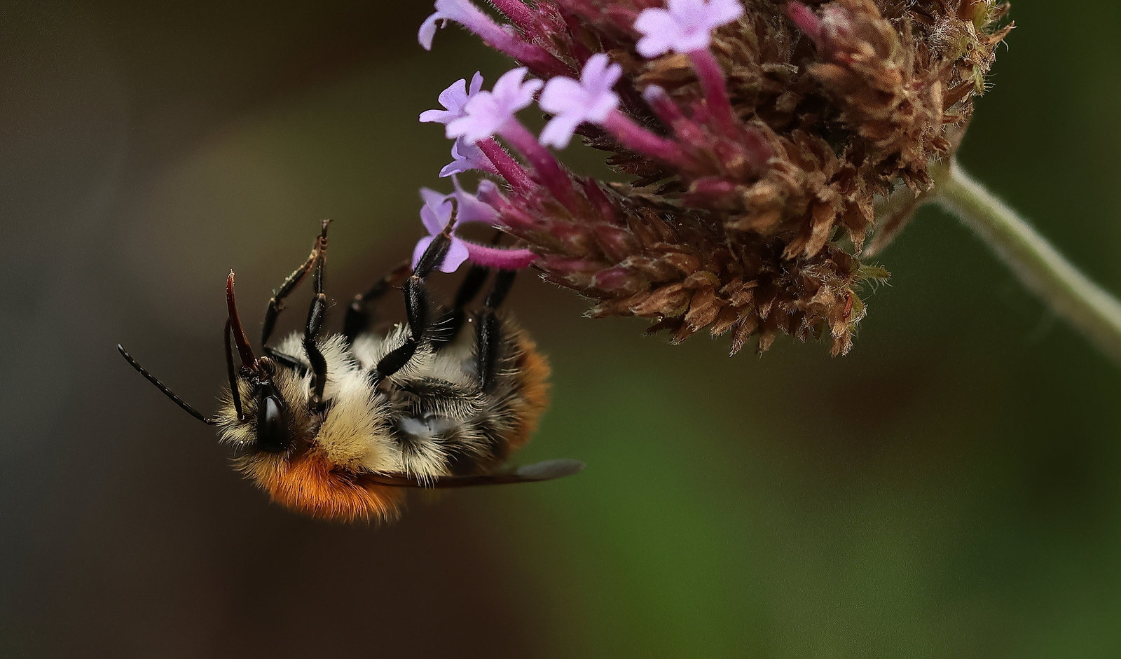 Macro