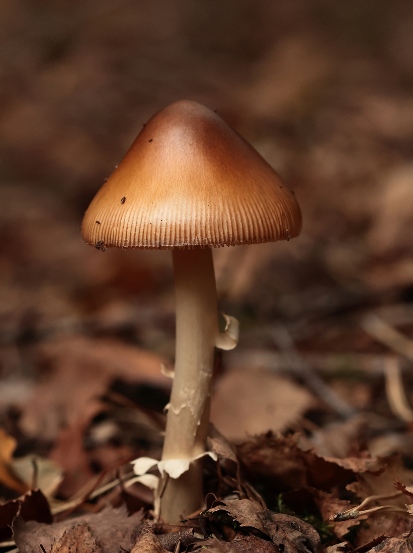 Macro