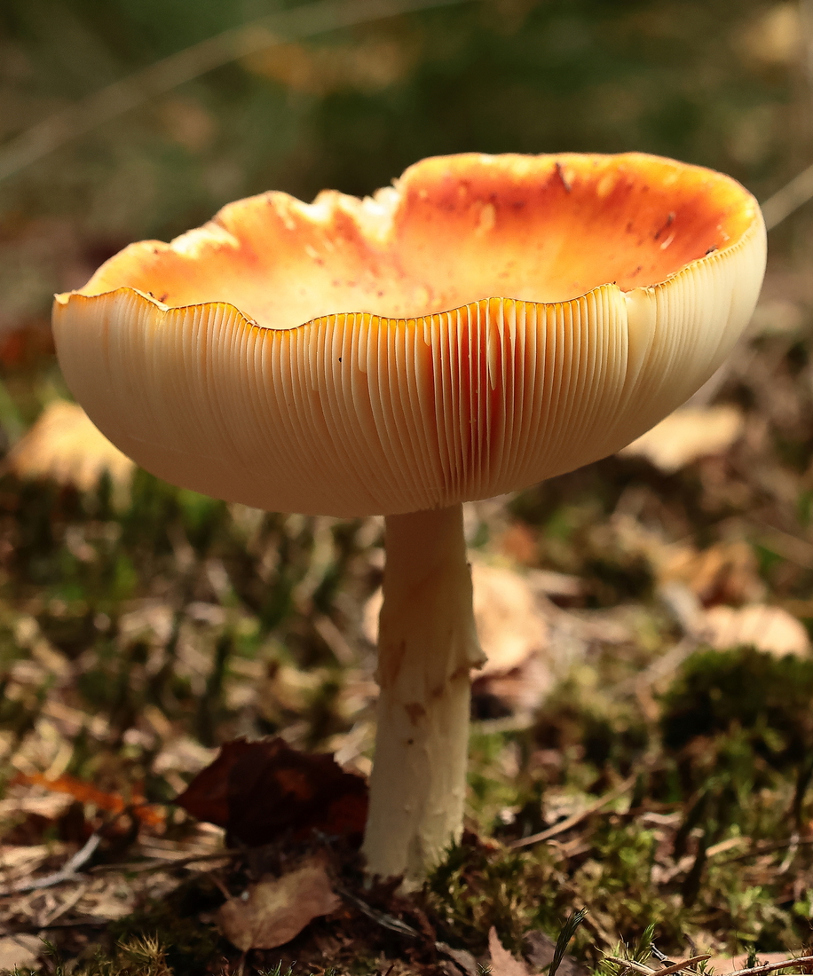 Macro