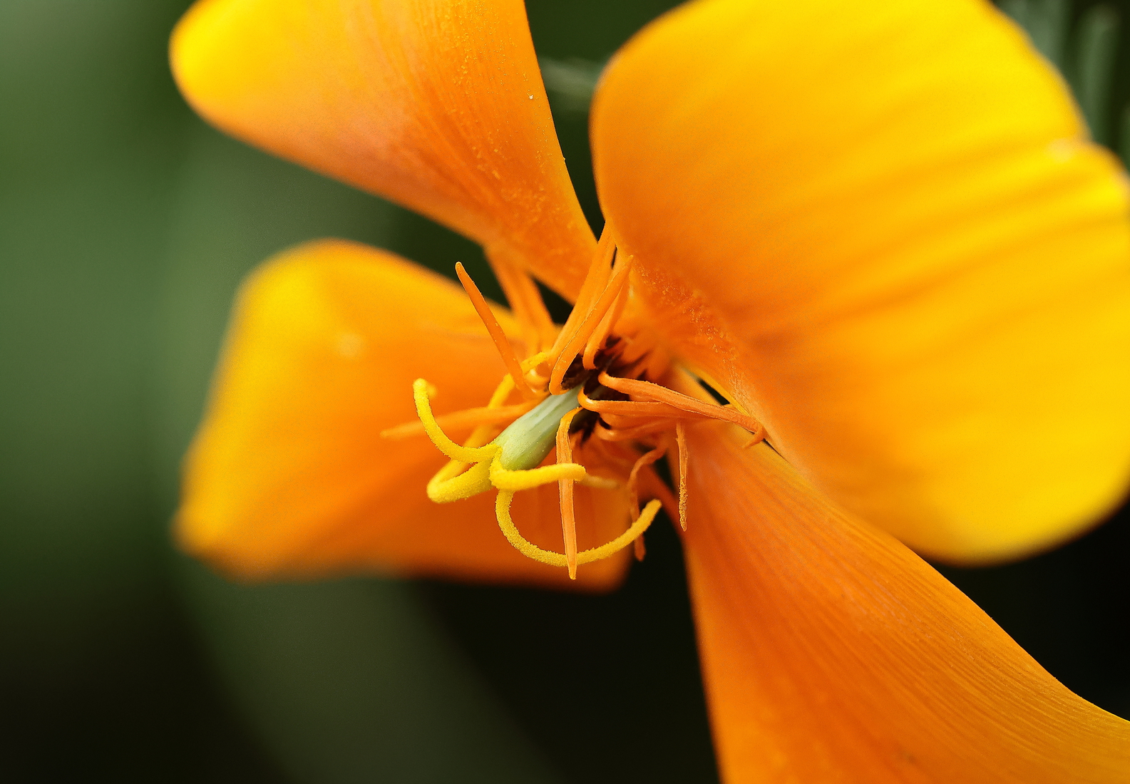 Macro