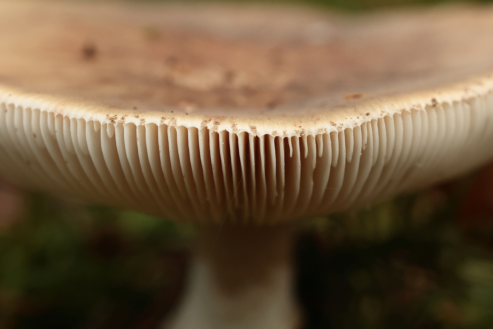 Macro
