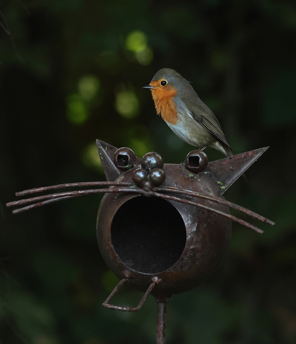 roodborst