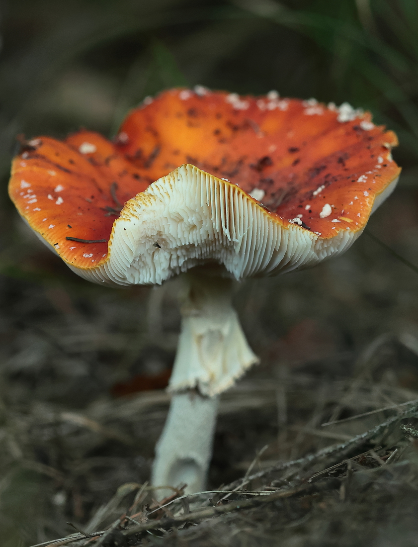 Macro