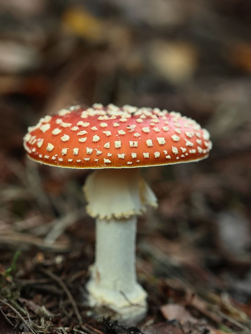 Macro