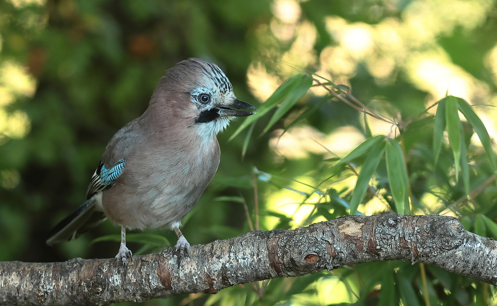 Vogels