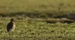 De Grutto is een Hollandse weidevogel en komt uit de familie van de strandlopers De Grutto is veel te zien op weilanden en uiterwaarden vliegend in de lucht lijkt hij zijn eigen naam te roepen...Grutto Grutto Grutto Grutto