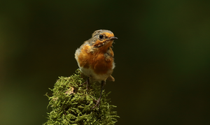 Deze groep bevat uitsluitend opnames van het prachtige roodborstje,de opnames heb ik kunnen maken in onze eigen tuin op de veluwe maar ook zitten er opnames bij van andere locaties ....