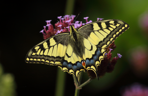 De koninginnenpage is wat mij betreft één van de mooiste vlinders die in Nederland voorkomt,de vlinder is dol op kruidige bloemen en natuurlijk is zij ook te vinden op de bekende vlinderplanten zoals de vlinderstruik en verbena ..... ik heb het geluk gehad dat ik haar in onze eigen tuin heb kunnen fotograferen ....