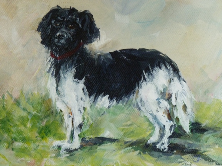 Hond stabij verkocht