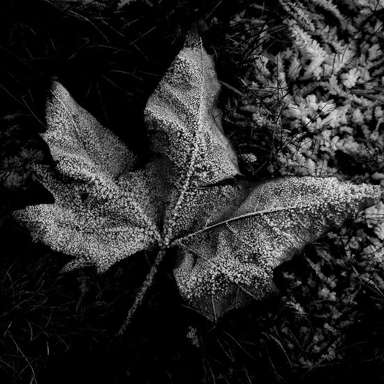 Winterleaf