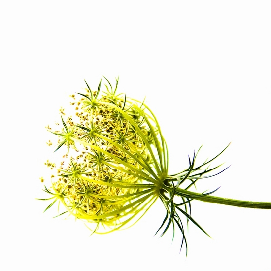 Bloem in tegenlicht 1