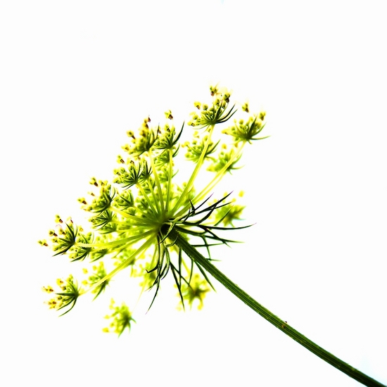 Bloem in tegenlicht 2