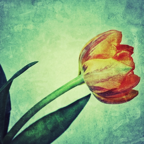 Tulp 2