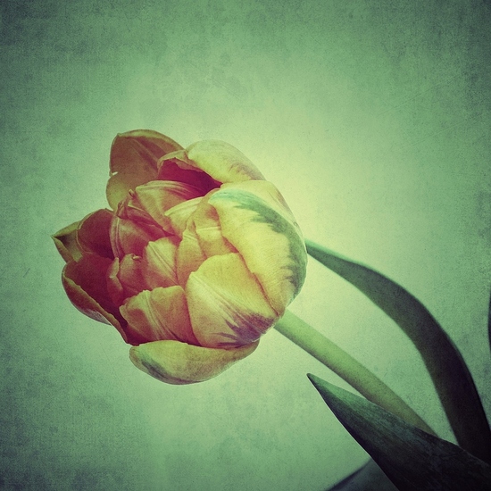 Tulp 4