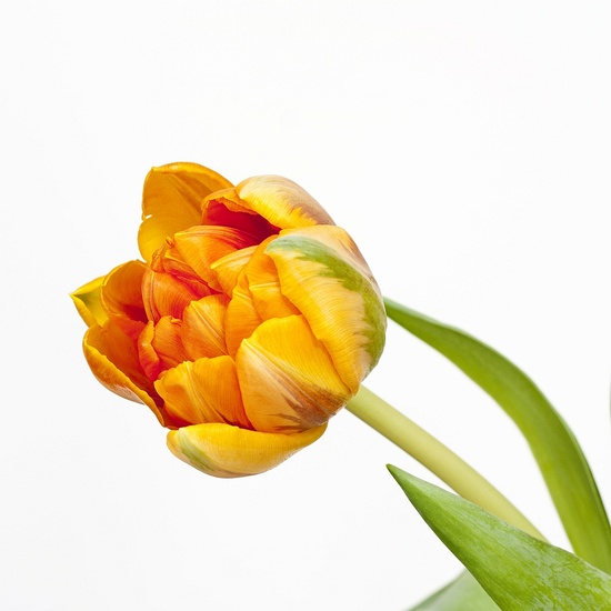 Tulp 4a