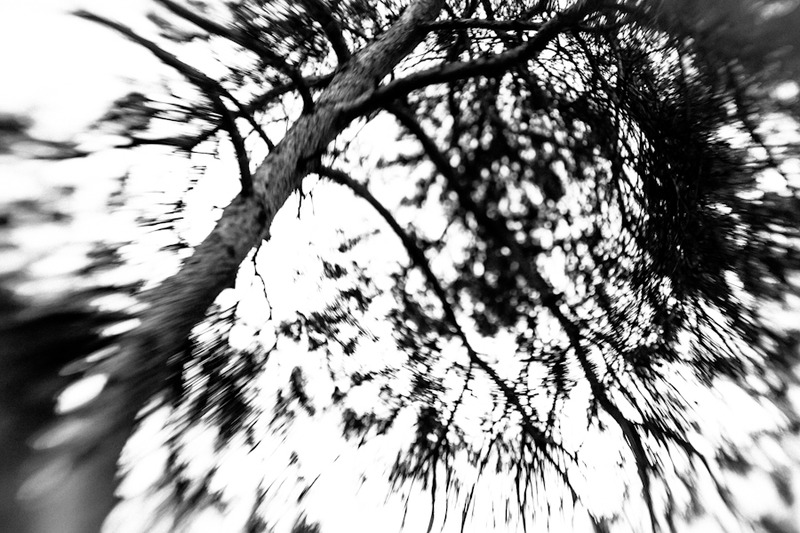 Tree (with lensbaby)