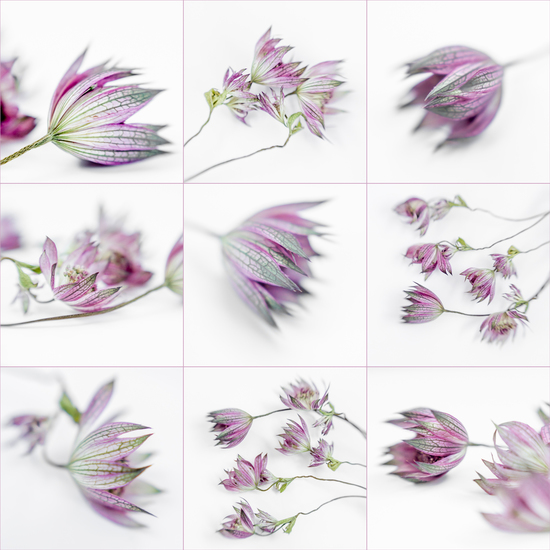Astrantia Major - 1 (collage)