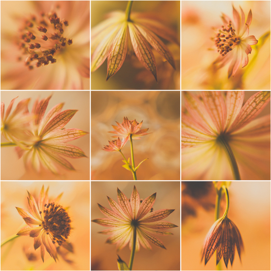 Astrantia Major - 2 (collage)