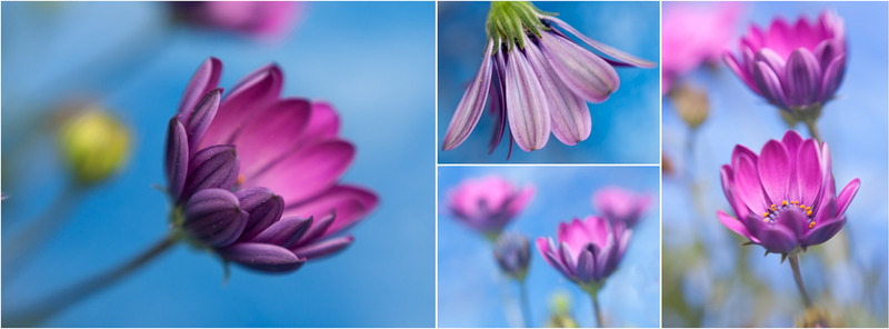 Bloemencollage 2013 (1)