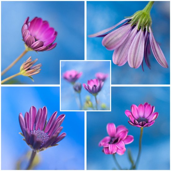 Bloemencollage 2013 (2)