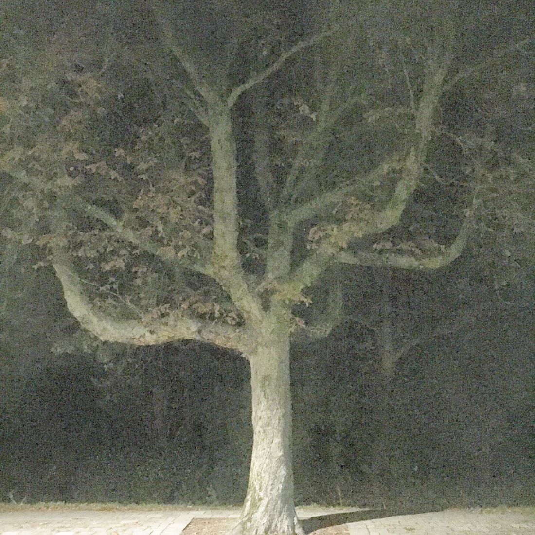 avondboom